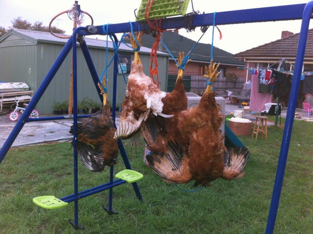 Roosters after hanging for the night