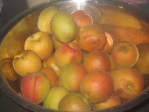 Over hanging Apricots