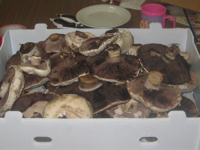 Boxful of Mushrooms