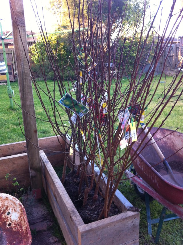 My little babies home and awaiting soil