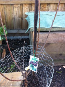 part of my worm pit/ compost bin in the back ground