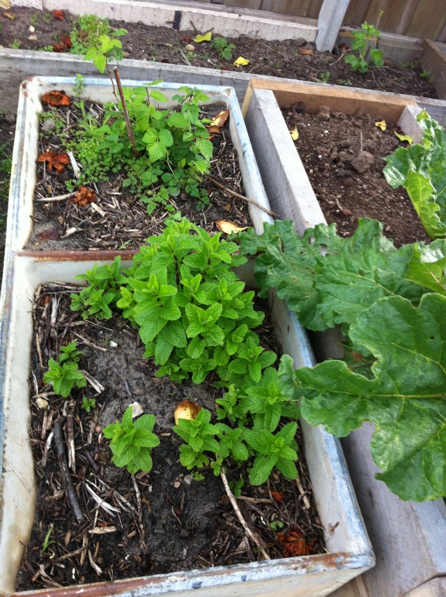 Mint, Raspberries and Rhubarb