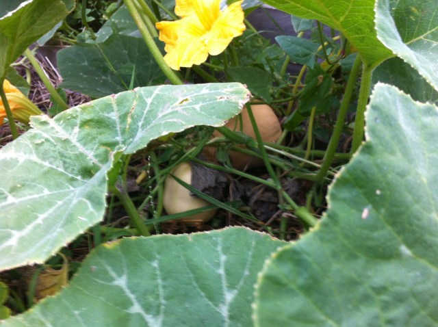 Hidden Butternut pumpkin treasures