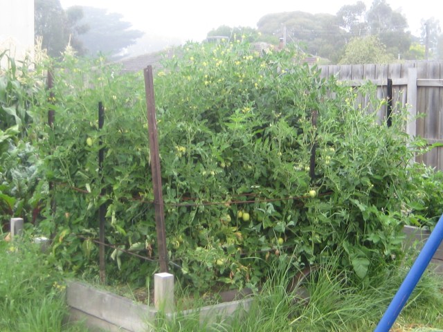 Tomtato Block- held up with Reo