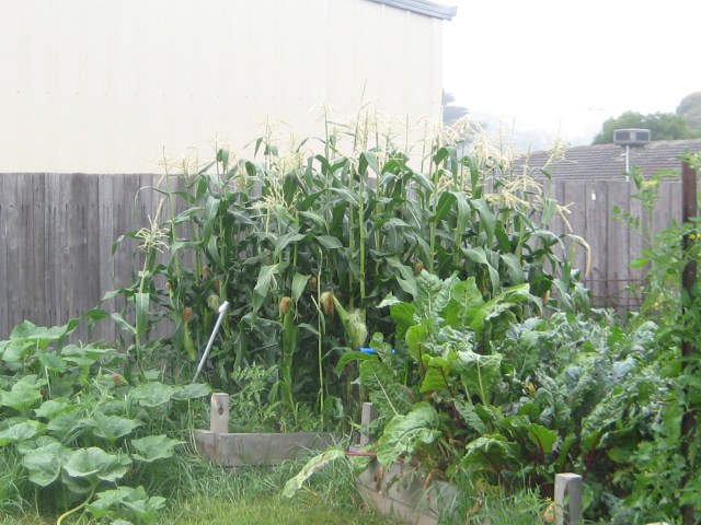 corn grows better in a a tight square
