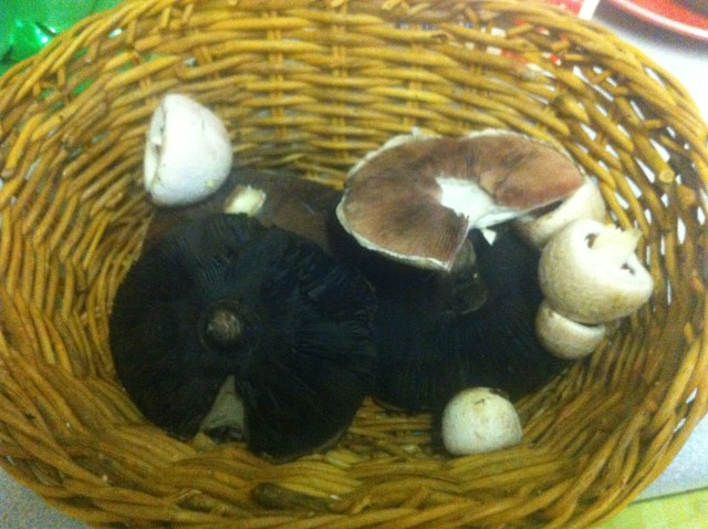 mushrooms- the best thing about Autumn