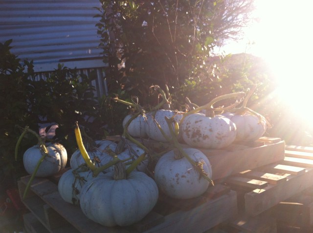 Queensland blue pumpkins