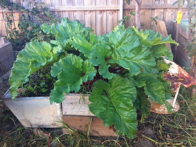 Rhubarb