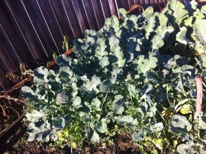 once you cut the head off the broccoli- let it grow as more shoots will come and you will get as much as the head so doubling the amount