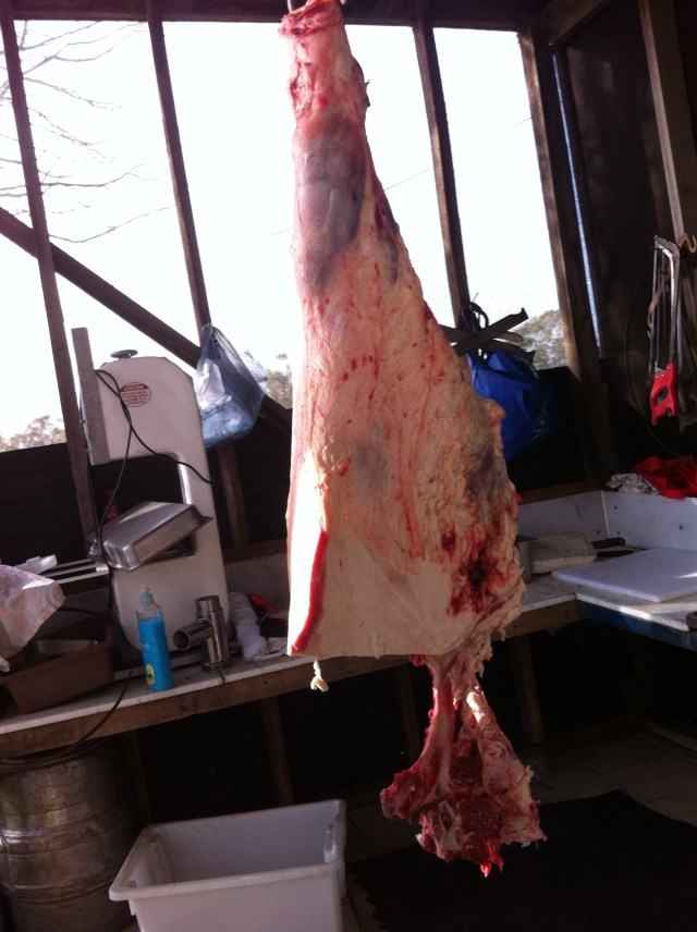 hind quarter with rump and porterhouse/tbone already taken off