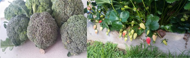 Late season Broc and some little red Gems