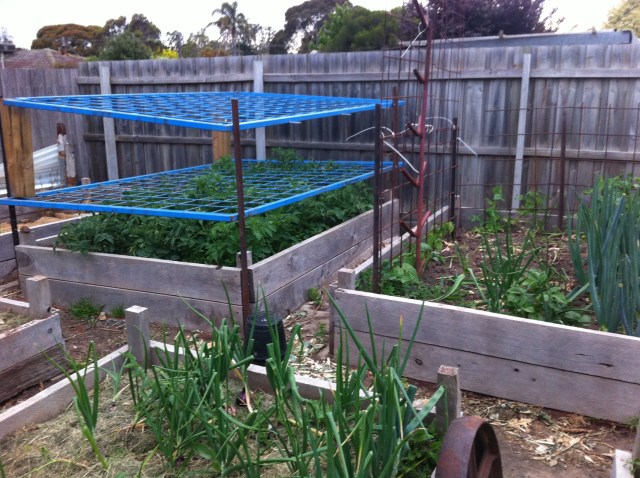 Tomato frame and beans using Reo