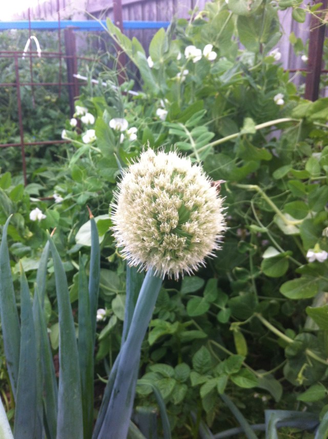 Onion flower