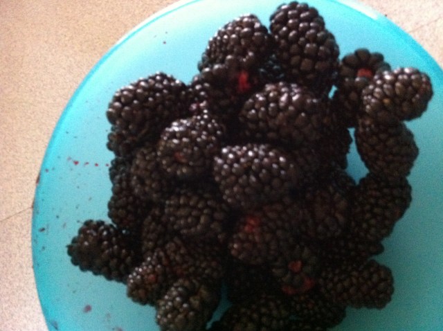 blackberries