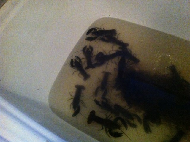 Yabbies in Bath tub