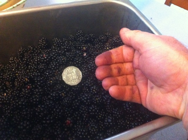 Blackberries & stained fingers