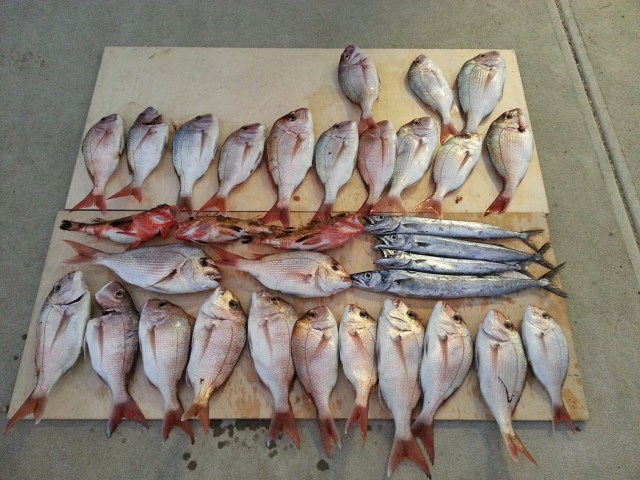 Snapper, Gurnard and Barracouta