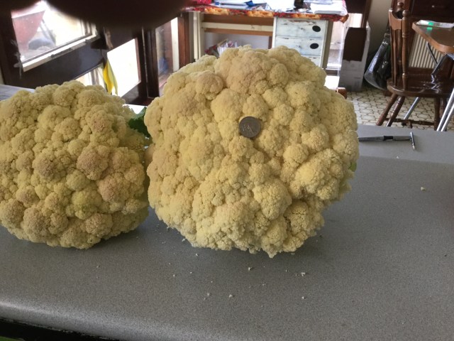 Cauliflower 